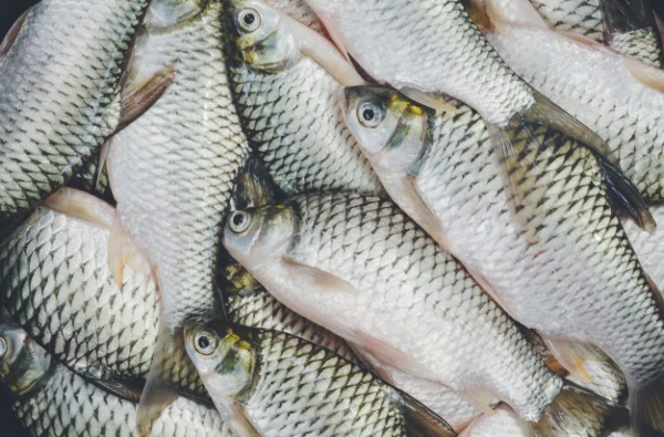 Turkey's October 2023 Export of Freshwater Fish Plummets to $5.1M